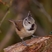 Crested Tit